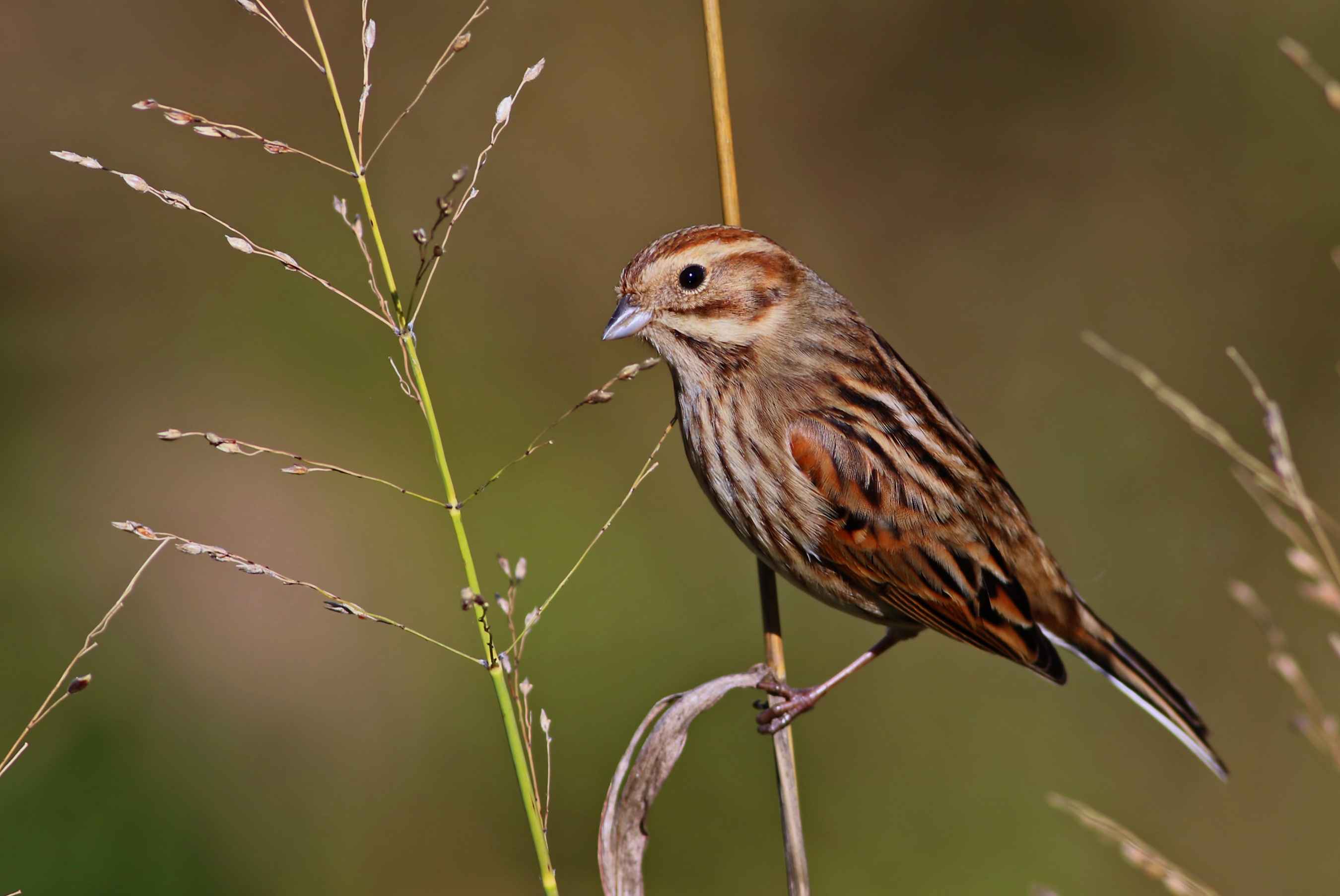 Reed Bunting
